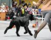 Pet Creatures Fondnis Bist