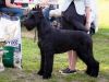 Pet Creatures Born To Joy