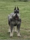 Palaceofpups Sable