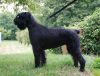 Urus De Love And Black