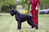 Dolores Black Gvardian